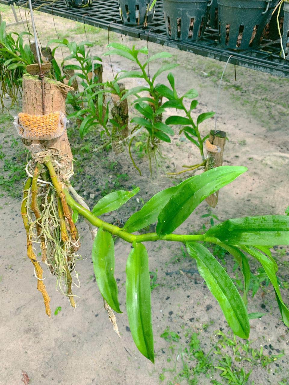 Bảng Lan Trầm Tím Rừng đã thuần