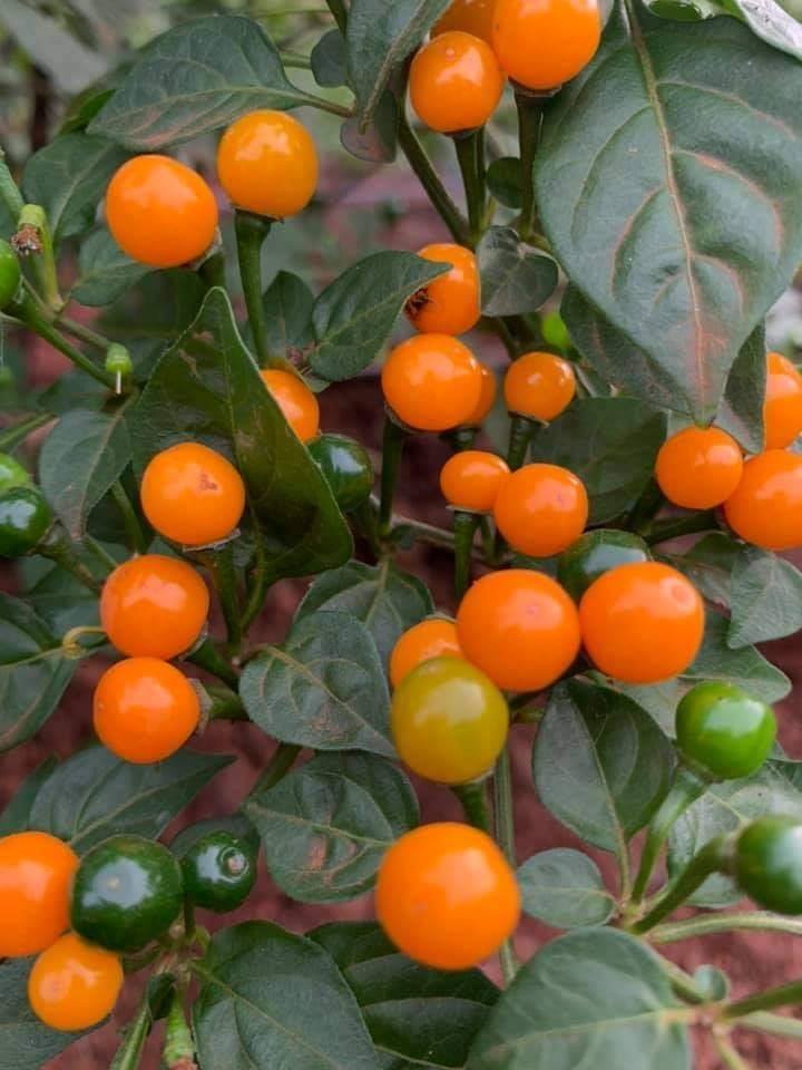 Hạt Giống Ớt Mắc Nhất Thế Giới-(Ớt Peru Aji Charapita) 5 Hạt