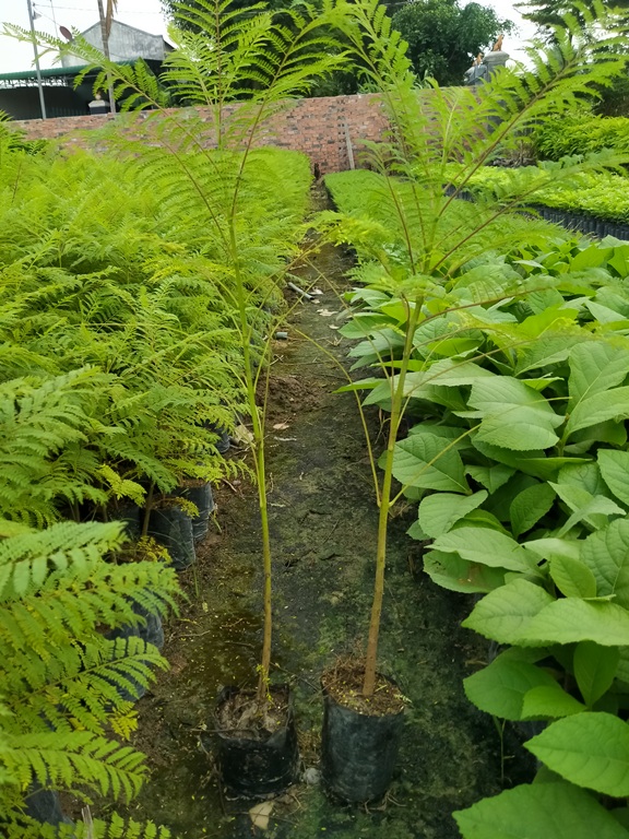 2 Cây phượng tím CAO 50CM