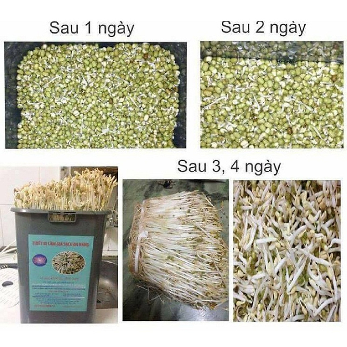 Machine making bean sprouts clean multi-purpose cleaning equipment price vegetable cleaner