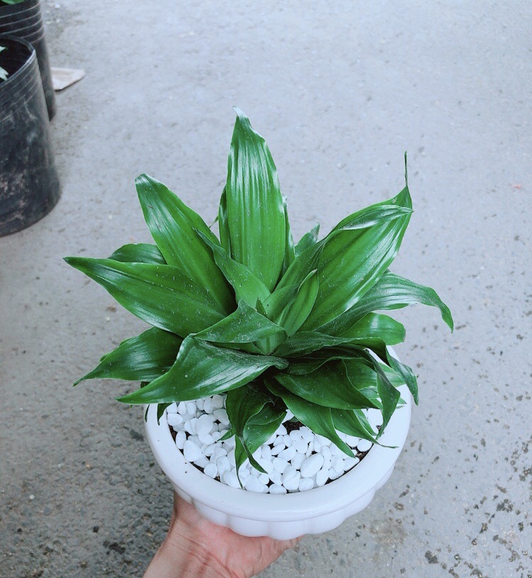 [HCM]Chậu Cây Phát Tài