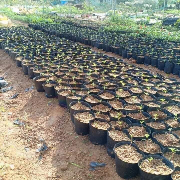 1 kg Túi ươm/Bầu ươm cây 10x10