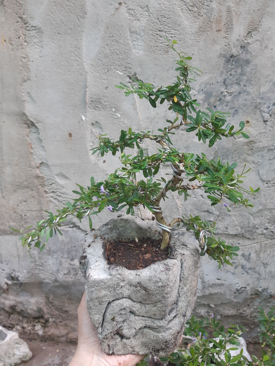 linh sam bonsai non bộ đá