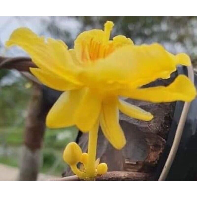 Mai lá ngọc cành vàng cây mai đột biến , cây mới về cây đẹp cực tươi tốt
