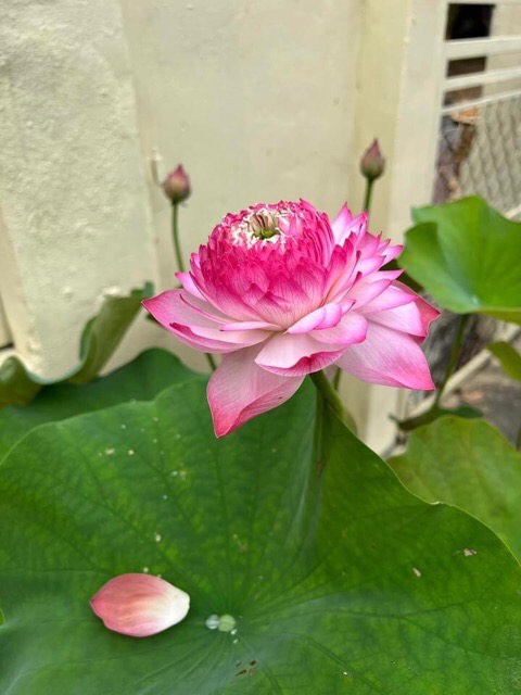 Củ Sen Thái Giống- Ra Hoa Sau 1 Tháng trồng