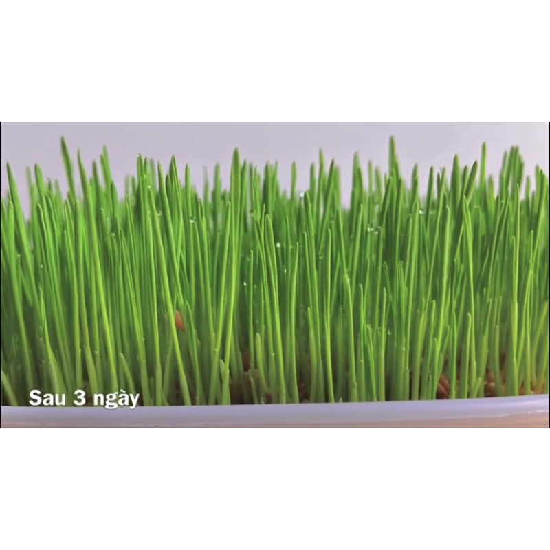 1kg Hạt mạch Úc (hạt giống cỏ lúa mỳ)