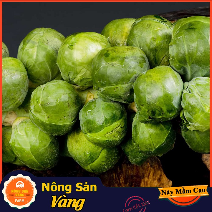 Fresh and nutritious little green alligator seed very fresh, nutritious rich health (pack of 100 seeds)-shallow yellow