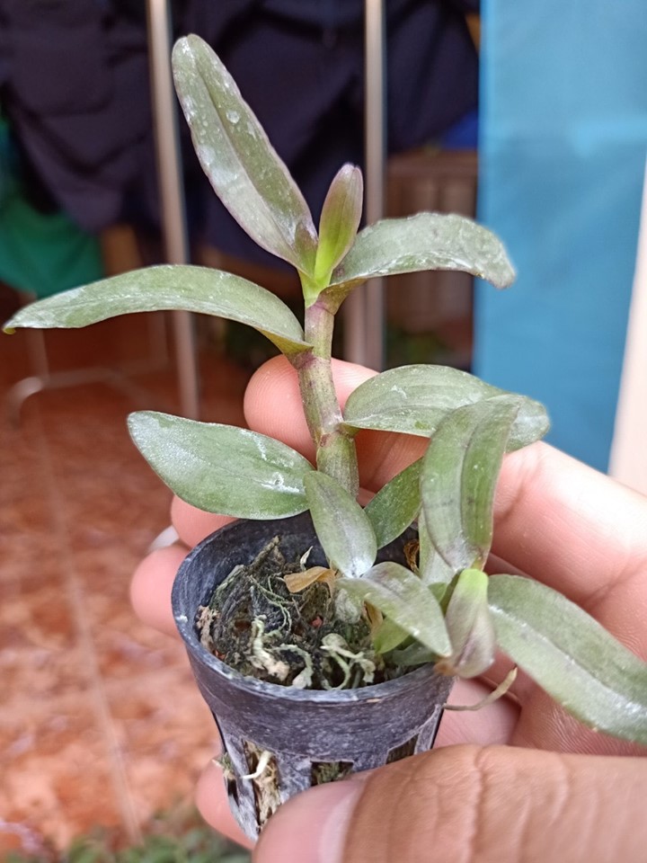 Phi Điệp Hồng K3 hàng giống