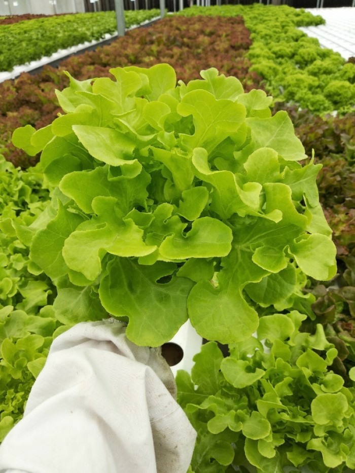 2 Gói hạt giống XÀ LÁCH oakleaf   [Sồi Xanh]