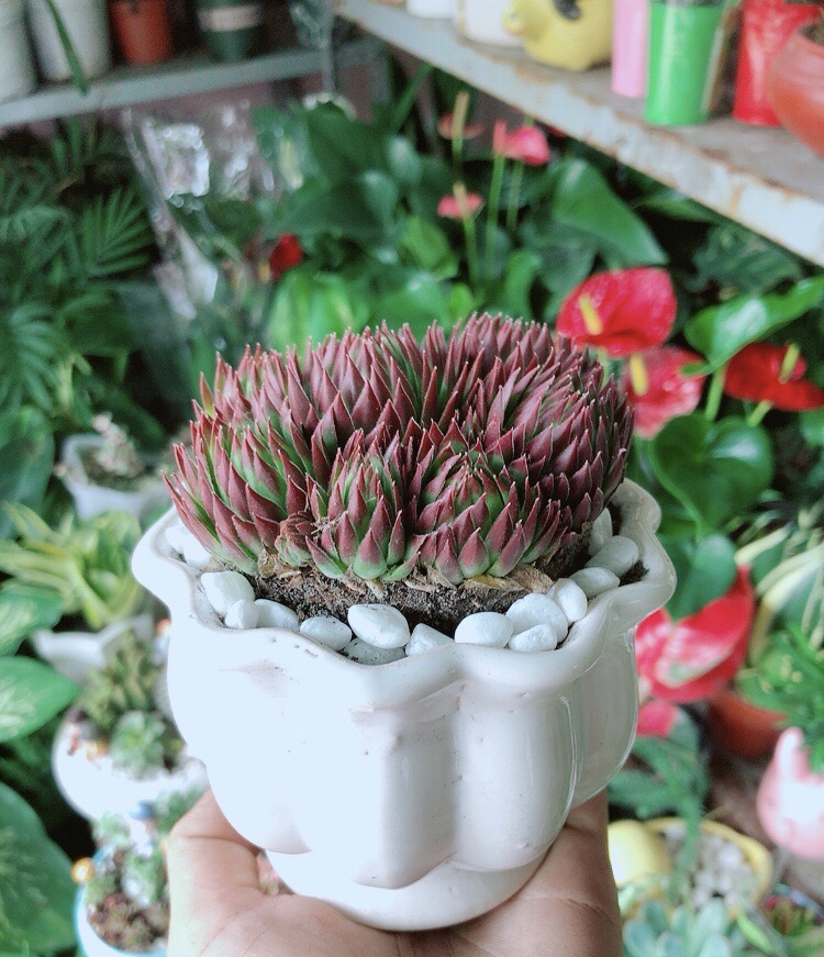 Chậu Sen Phật Bà Đỏ
