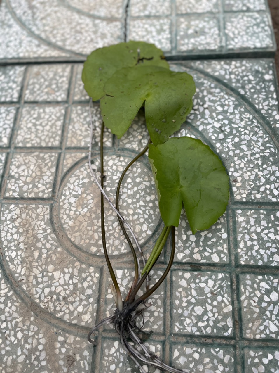 Cây Hoa Súng Mini Để Bàn Hoa Nở Quanh Năm