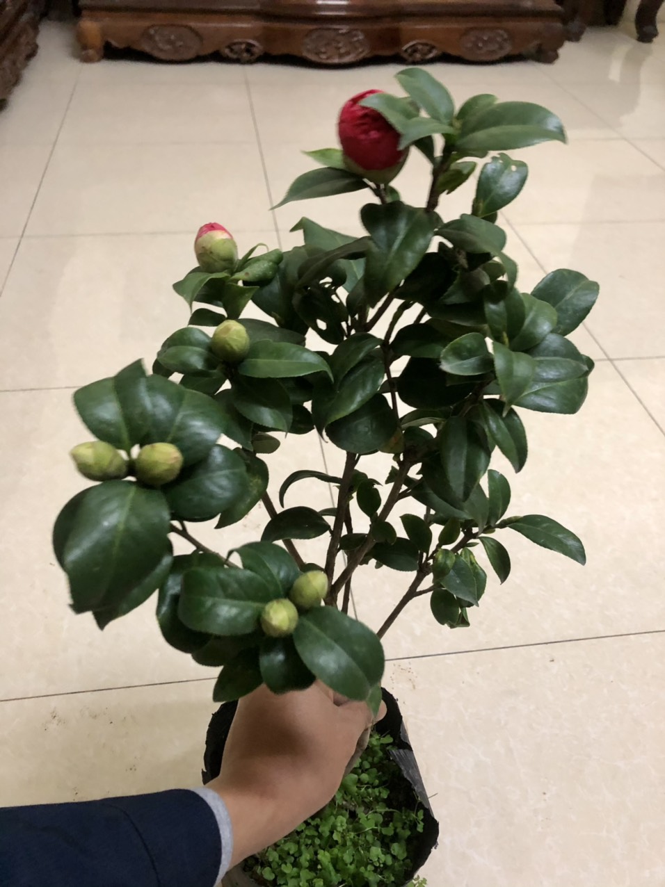 Cây hoa trà my size trung cao 40-50cm (Ảnh thật số 2)