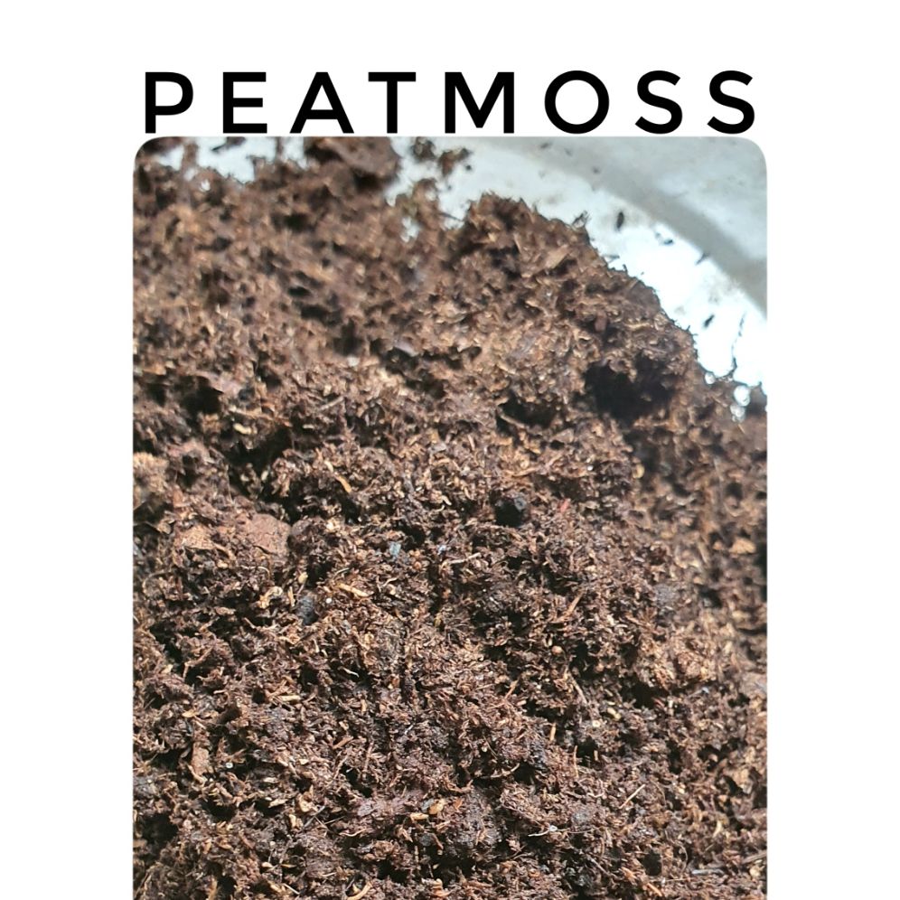 1kg Peatmoss Rêu mục Than bùn  Peatman