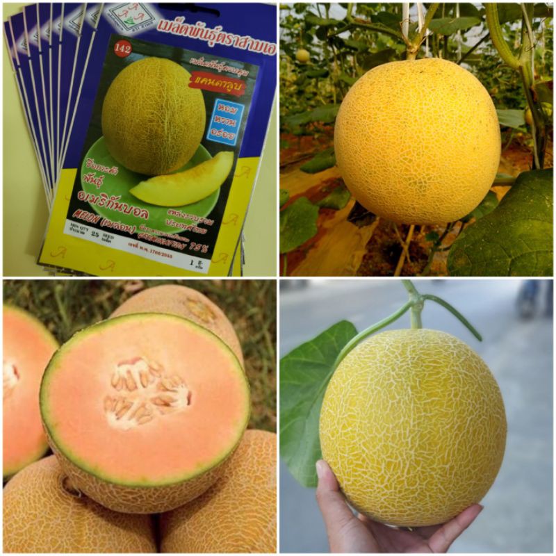 25H - Dưa Lưới Vỏ Vàng Siêu Ngọt F1 Thái Lan