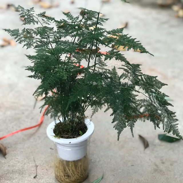 Chậu Cây Thuỷ Tùng Thuỷ Canh