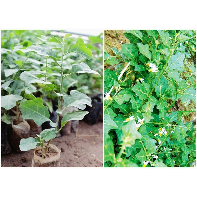 Combo 10 Cây Giống Cà Gai Leo