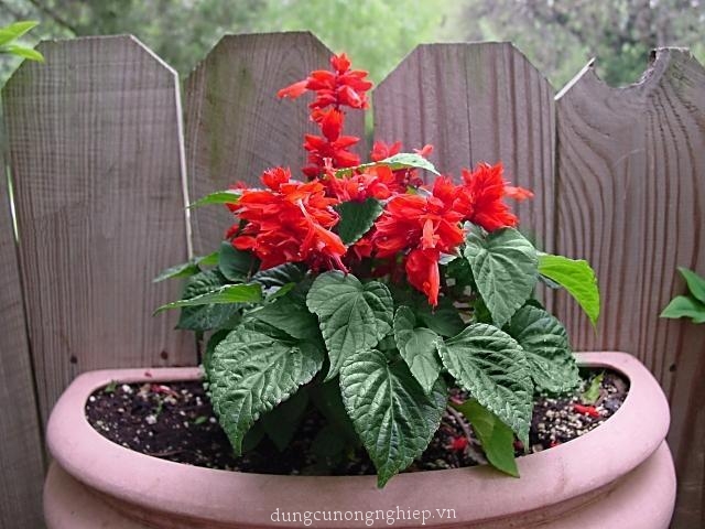 "Gói 100 "Hạt giống hoa xác pháo đỏ [Seeds]