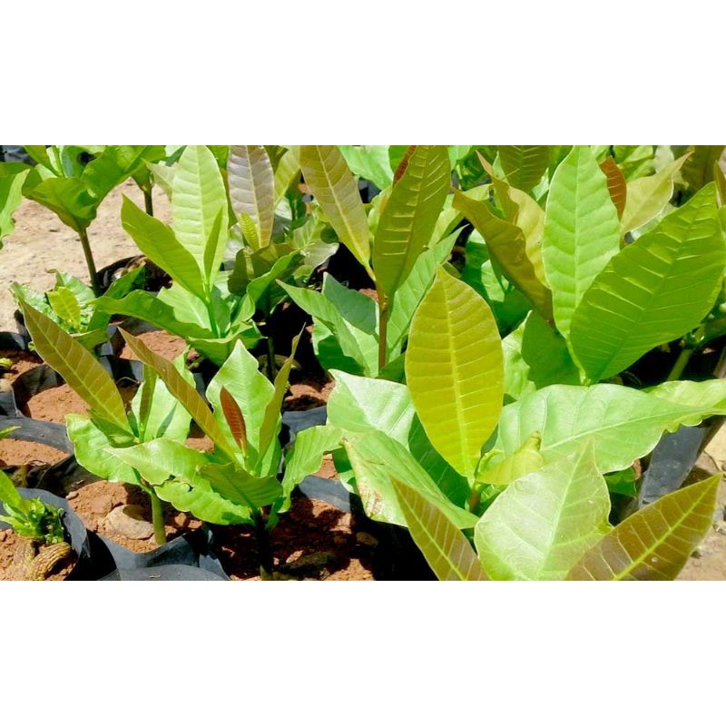 CÂY GIỐNG ĐIỀU ĐỎ (cây giống có bảo hành )