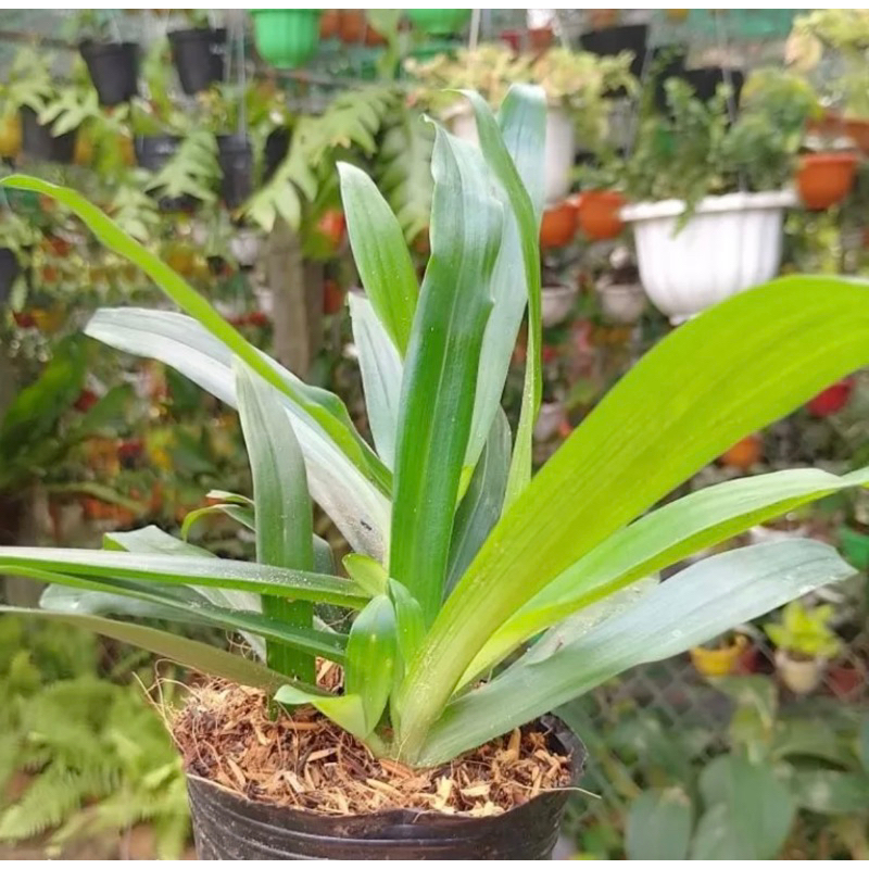 Bầu cây bao tử / cỏ linh chi thảo