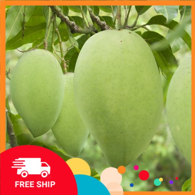 Cây đẹp, Cây xoài cát hòa lộc