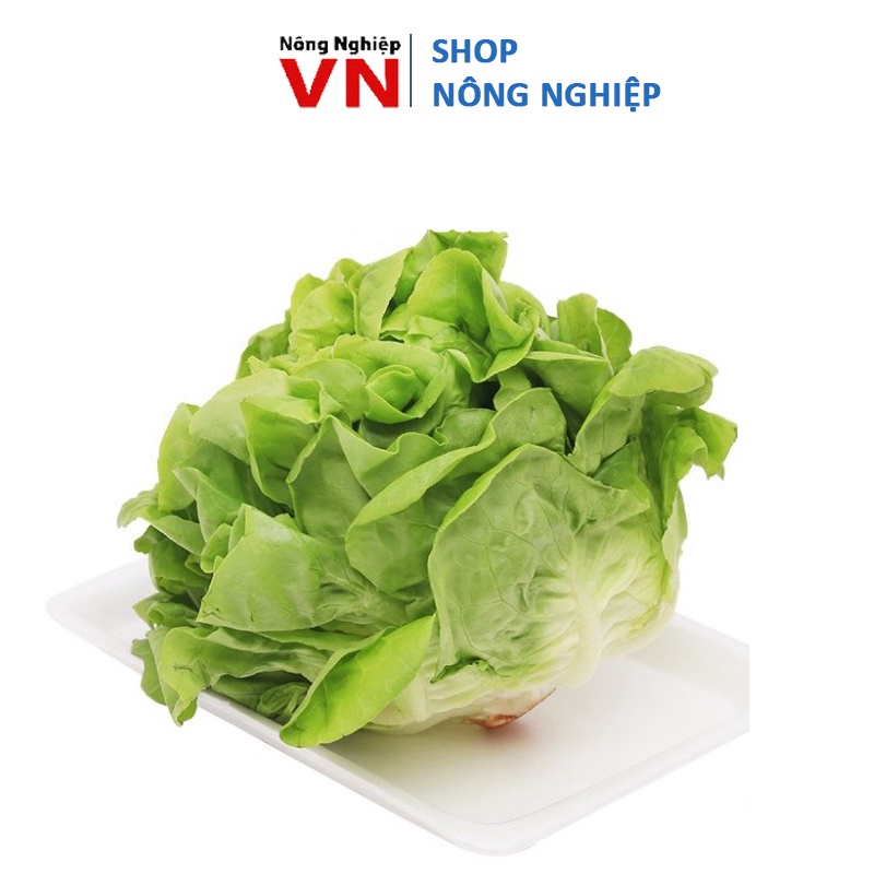 Hạt giống xà lách búp cuộn tròn giòn ngọt dễ trồng 2gr