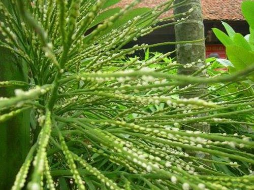 CÂY GIỐNG CAU LÙN TỨ QUÝ