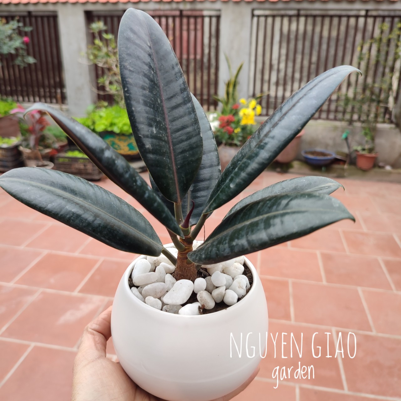 Cây đa búp đỏ chậu sứ