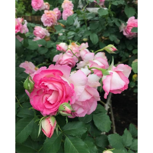 Hoa hồng Bien rose - cây hoa hồng đẹp nguyên bản