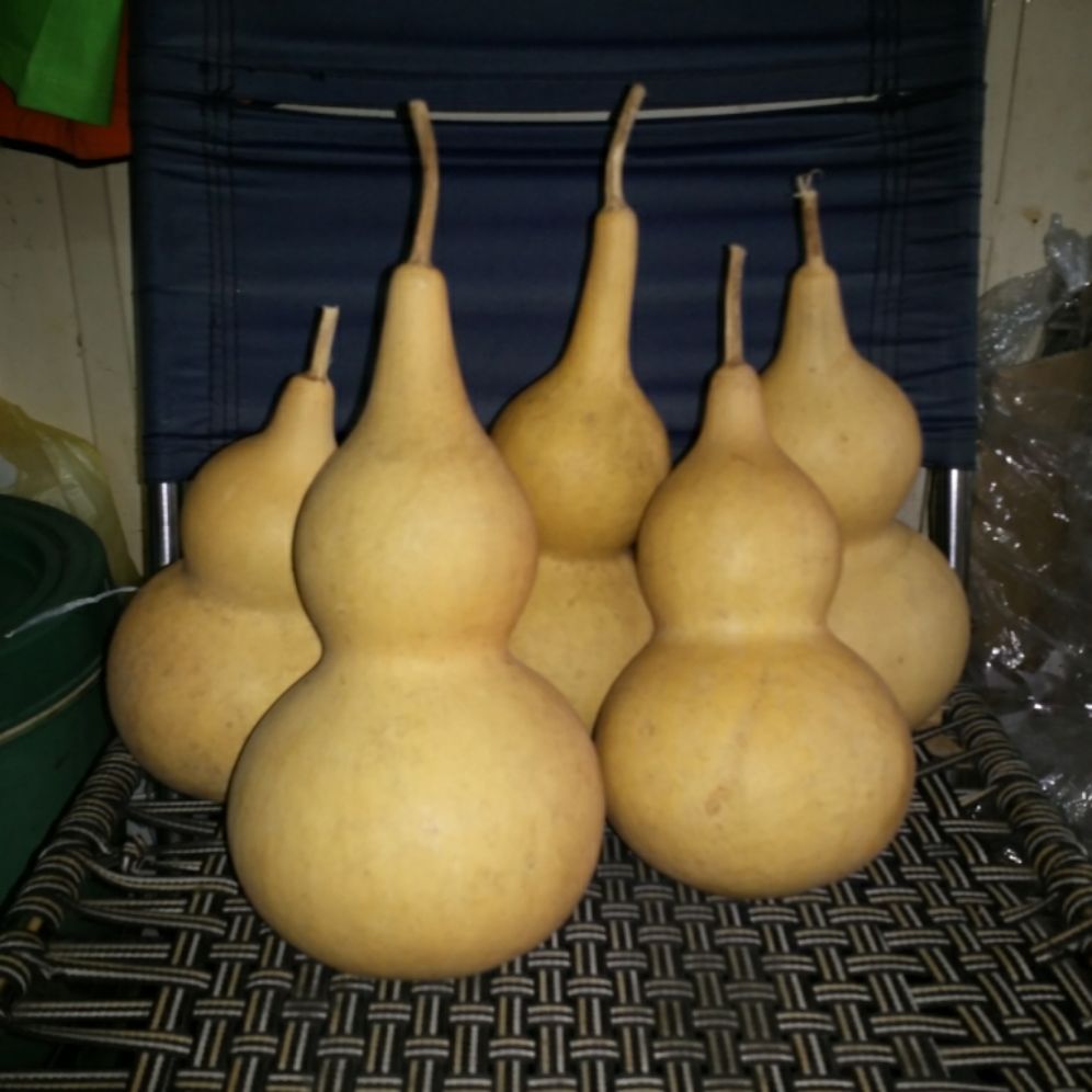 Quả bầu hồ lô to 20-24cm