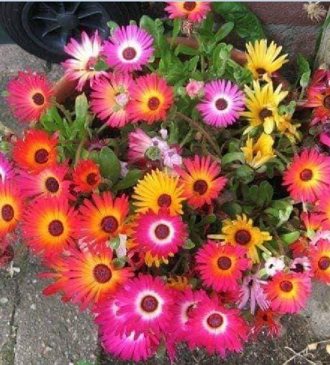 10H African Mix Flower Seeds - Pack of 20 Seeds