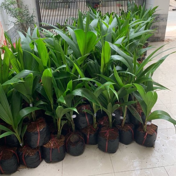 Cây dừa xiêm lùn, siêu quả