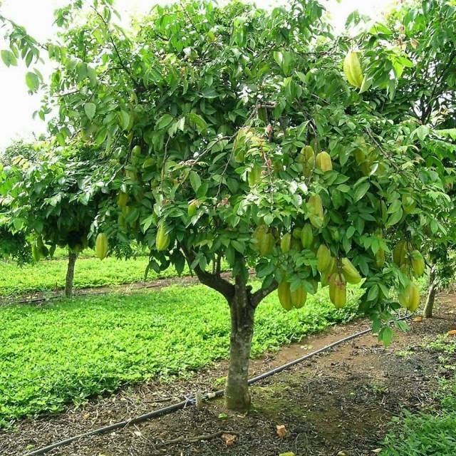 Hạt Giống Khế NGọt Siêu Quả - gói 5 hạt