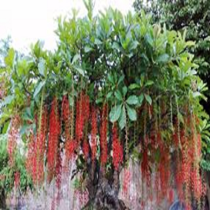 CÂY GIỐNG CÂY LỘC VỪNG-CÂY phôi nhỏ
