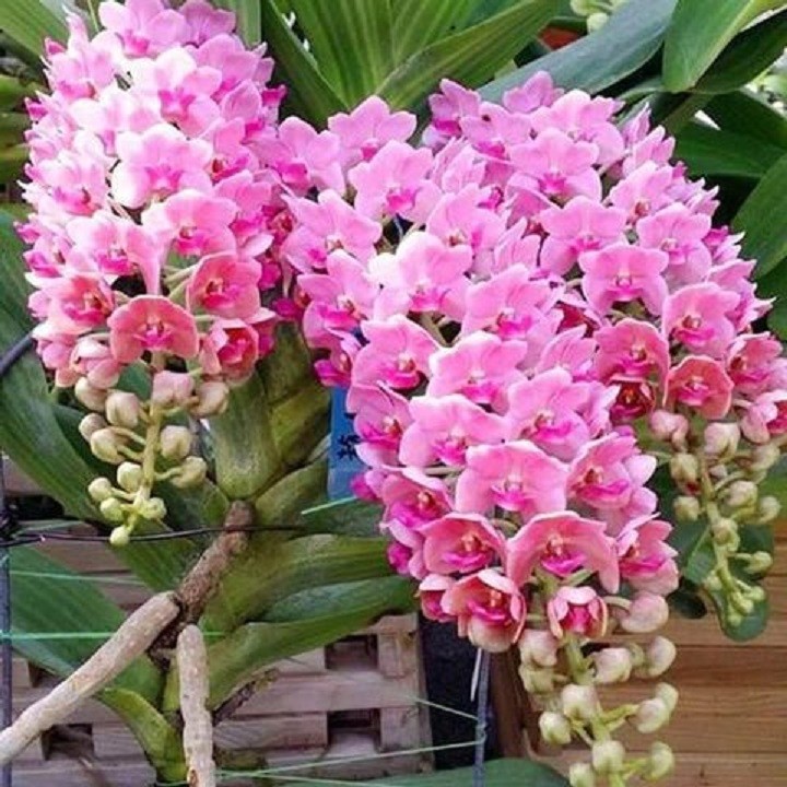 Hoa lan giáng hương ngọc điểm, cây to, bộ rễ khỏe,hàng bóc rừng