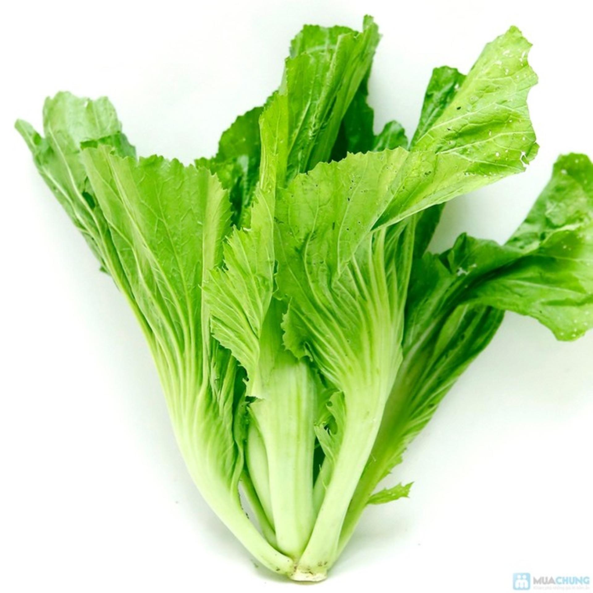 20g Hạt giống Cải bẹ dưa