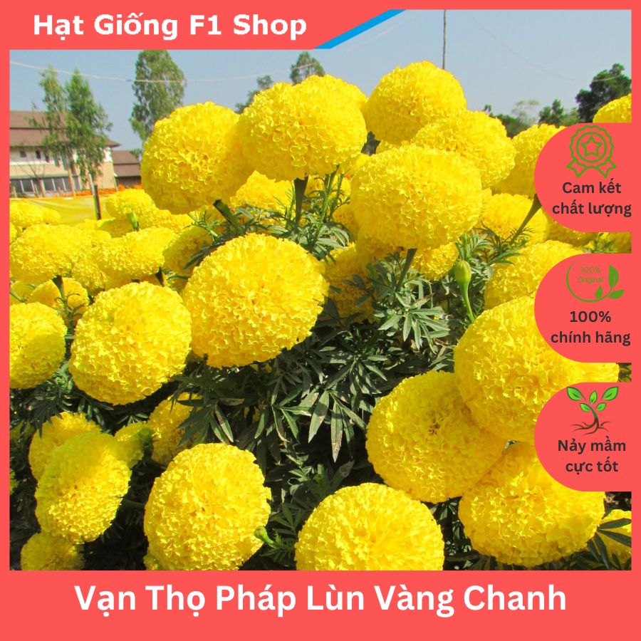 Hạt Giống Hoa Vạn Thọ Pháp Lùn F1 Vàng Chanh Trồng Chậu (034.F1)