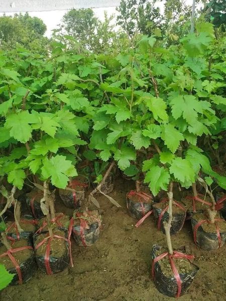 Cây giống nho ngón tay dòng quả sớm, cam kết giống chuẩn f1 tặng 2 cây chè xanh