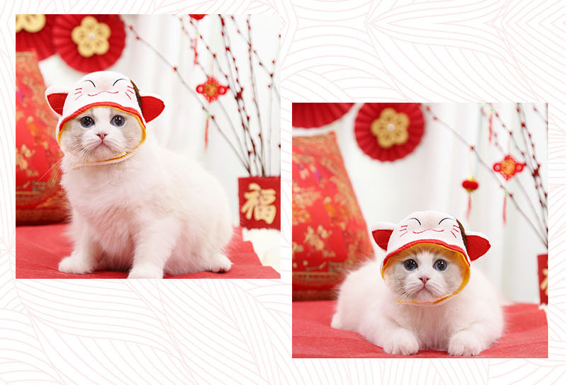Nón mũ cho thú cưng đội đầu dễ thương cao cấp