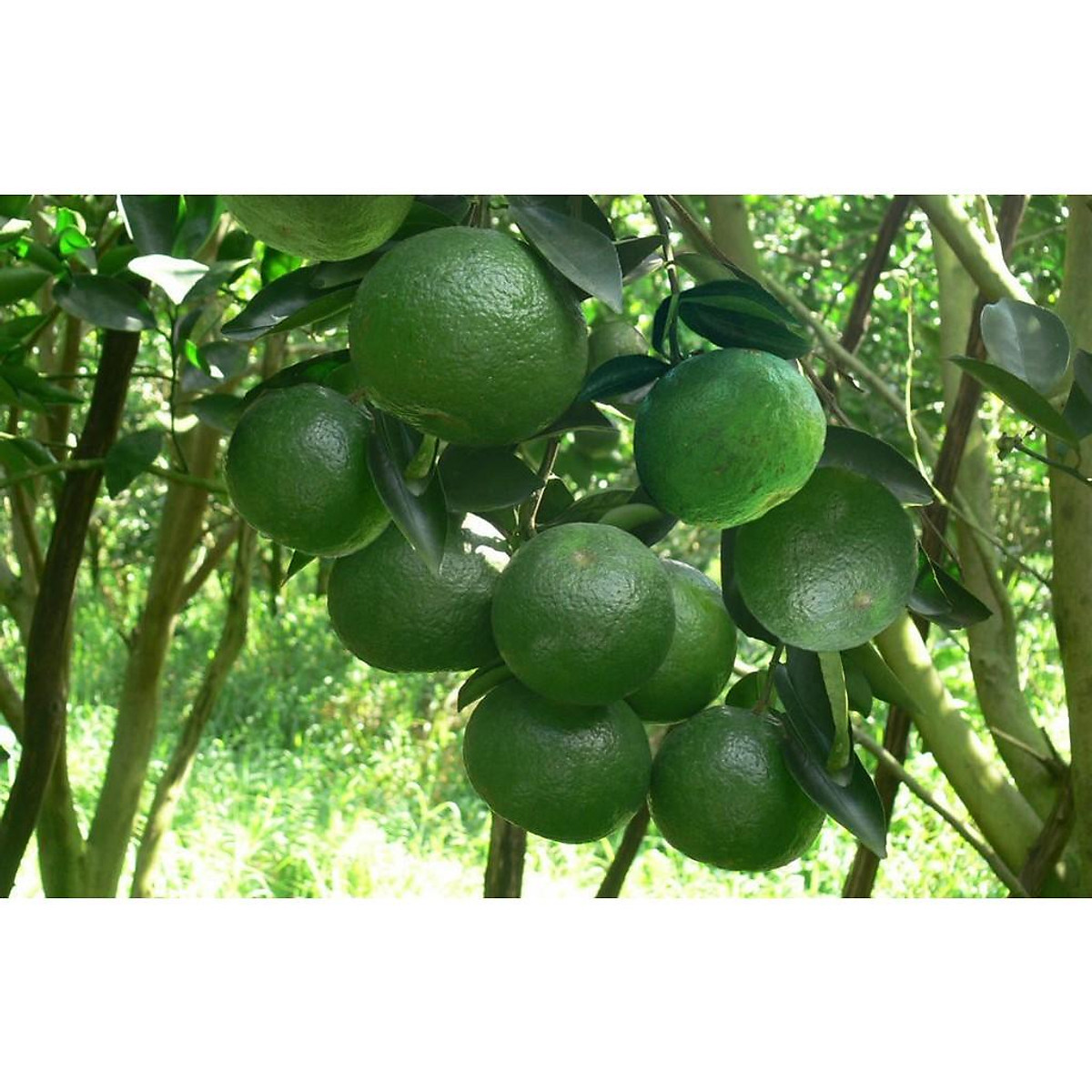 CÂY GIỐNG CAM MẬT