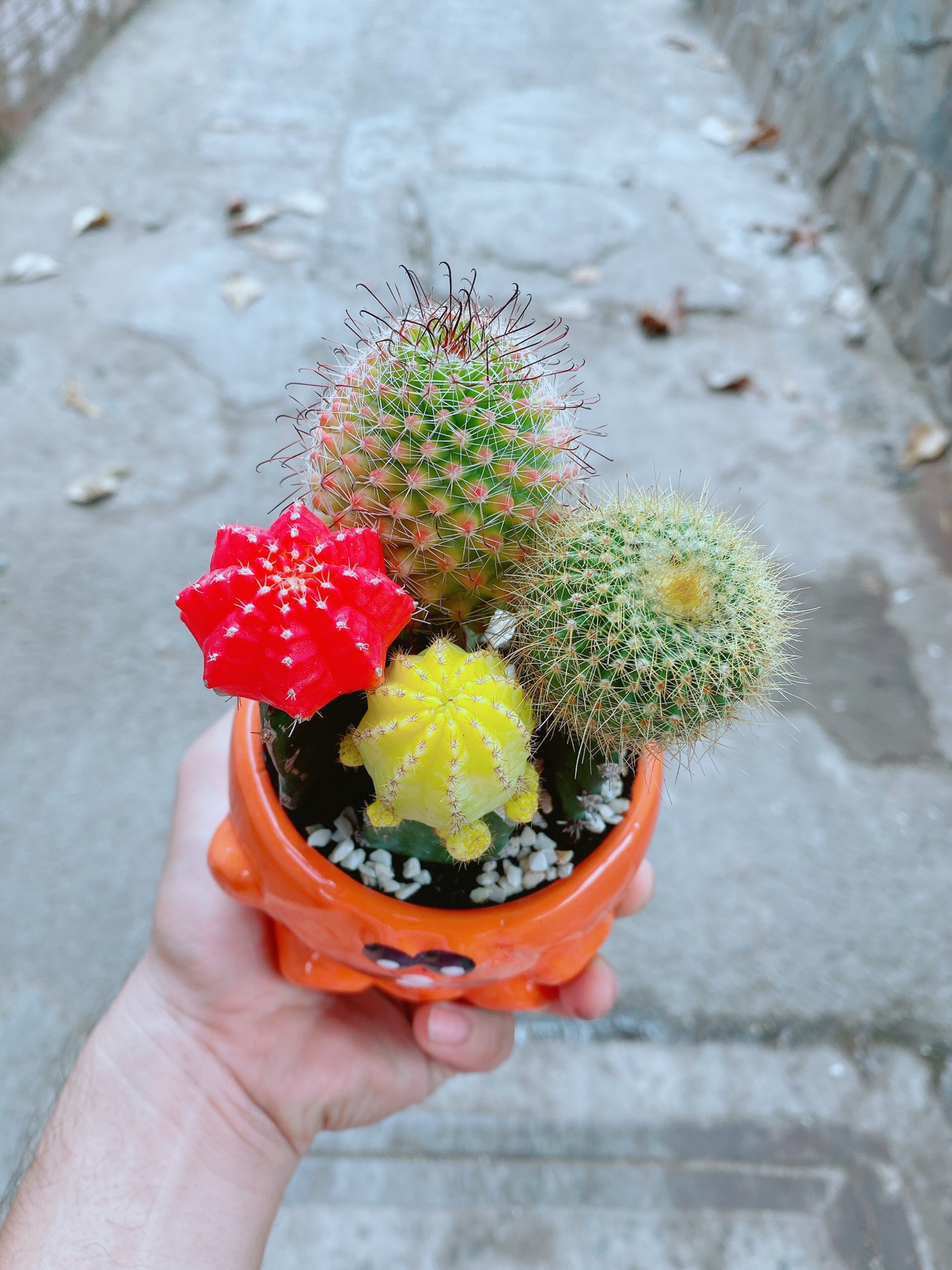Chậu xương rồng tiểu cảnh