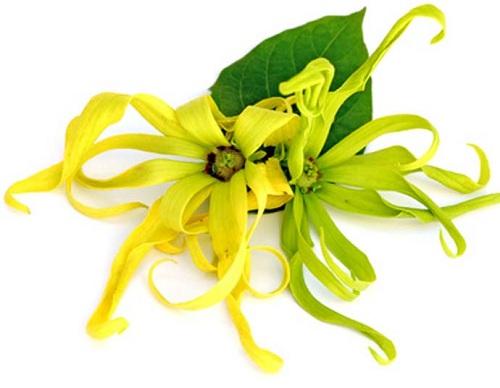 Tinh dầu ngọc lan tây nguyên chất  20ml
