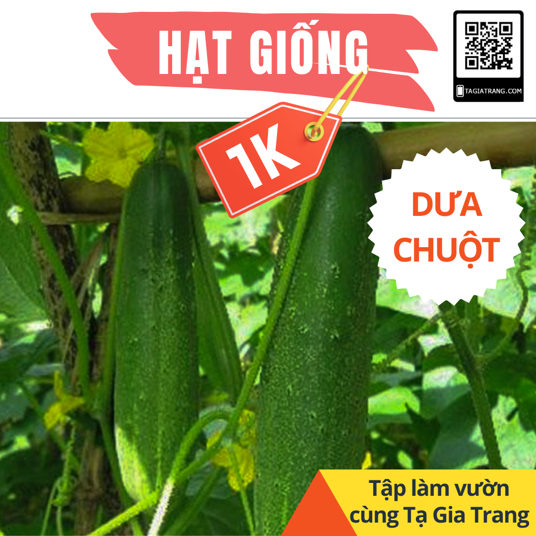 Deal 1K - Gói 2 Hạt giống Dưa chuột nếp ta - Tập làm vườn cùng Tạ Gia Trang