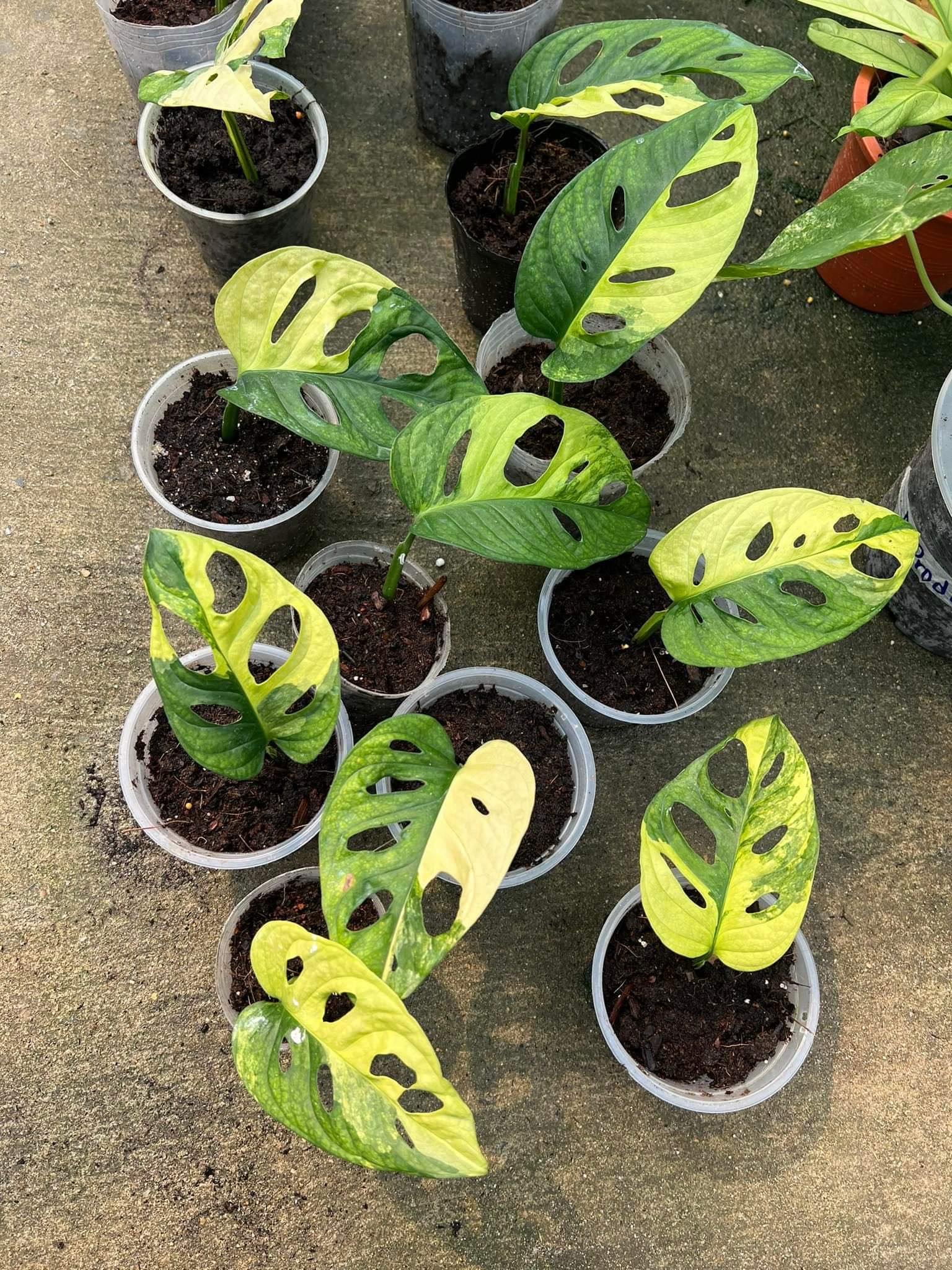 Trầu bà lỗ var (Adansonii Aurea) - Hàng đẹp như hình