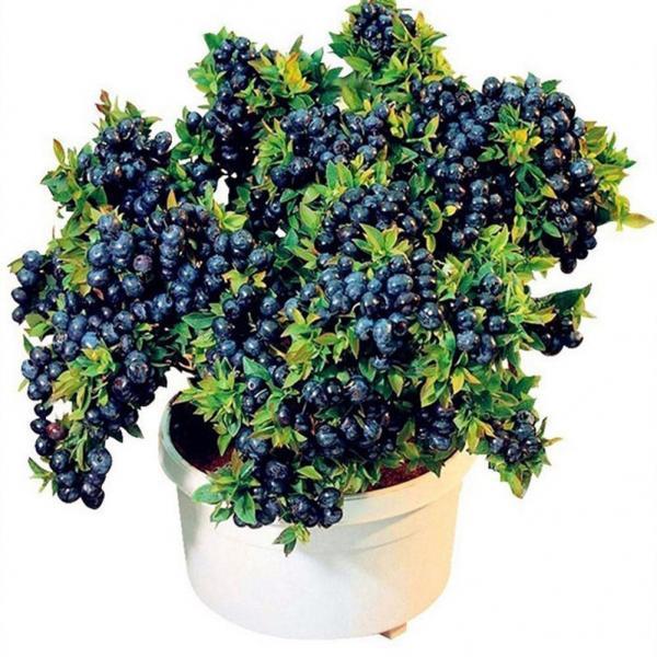- dwarf blueberry seeds