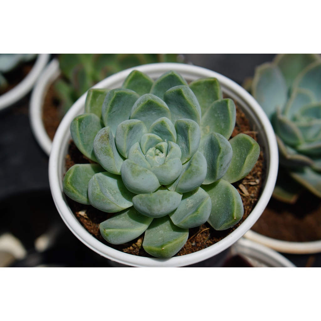 SEN ĐÁ SAO BĂNG 8cm-HƯ 1 ĐỔI 1