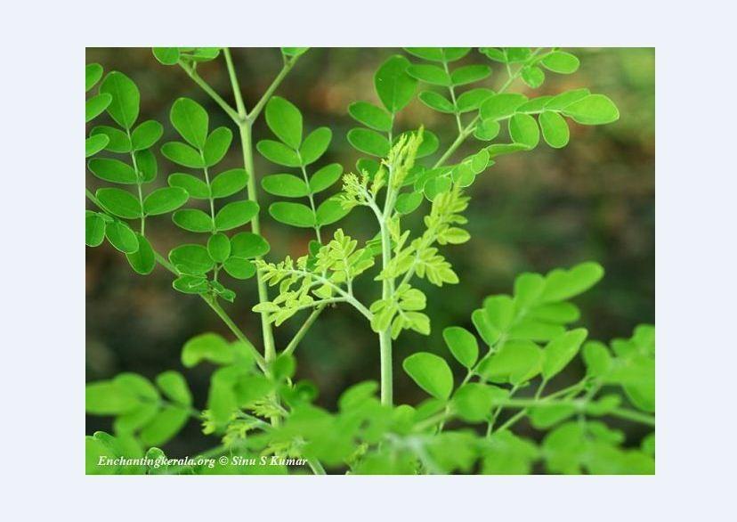 Hạt Giống Cây Chùm Ngây  - 1 gói 20 hạt