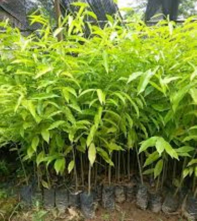 Cây quế - cây giống cao khoảng 40-50cm