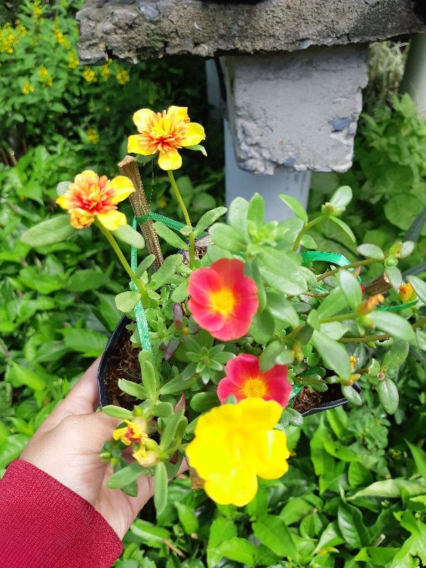 combo 3 chậu hoa 10 giờ THÁI - VIỆT - MỸ