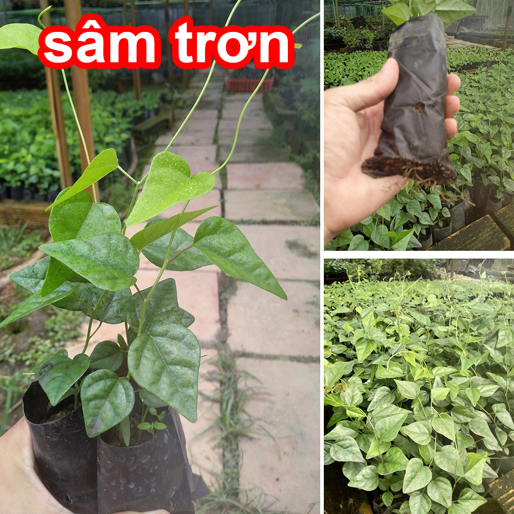 Combo 3 Cây giống Sương Sâm Trơn