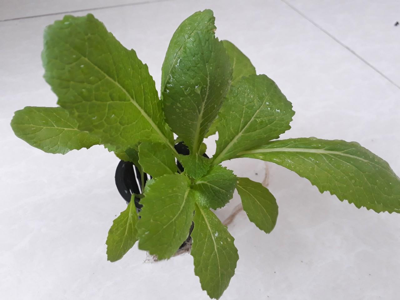 Gói 100g hạt giống cải bẹ xanh mỡ - nanuseeds